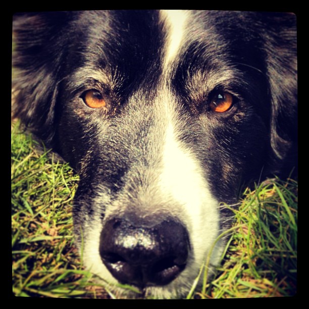Hello doggy!