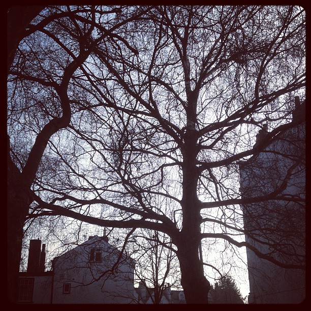 Daddy might have forgot to take a photo yesterday. So here are some trees.