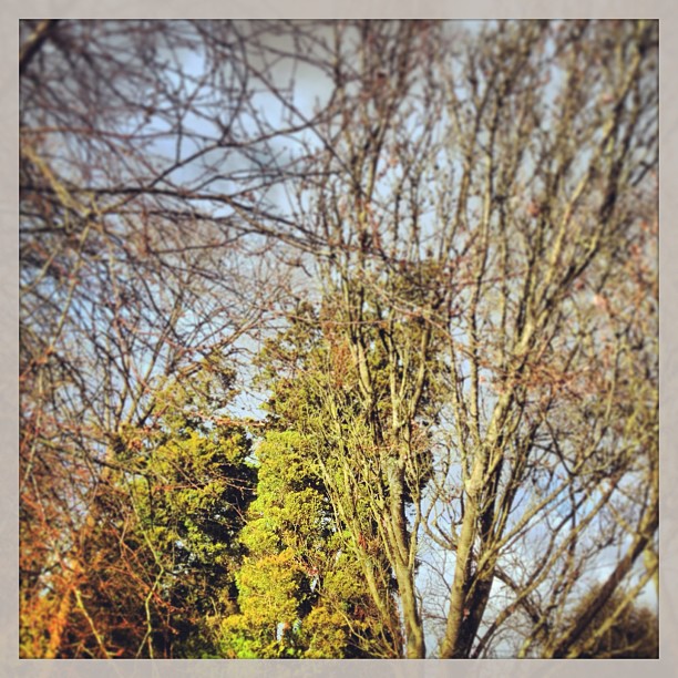 Daddy saw lots of trees this evening when he and Uncle Keith helped to move a fence.