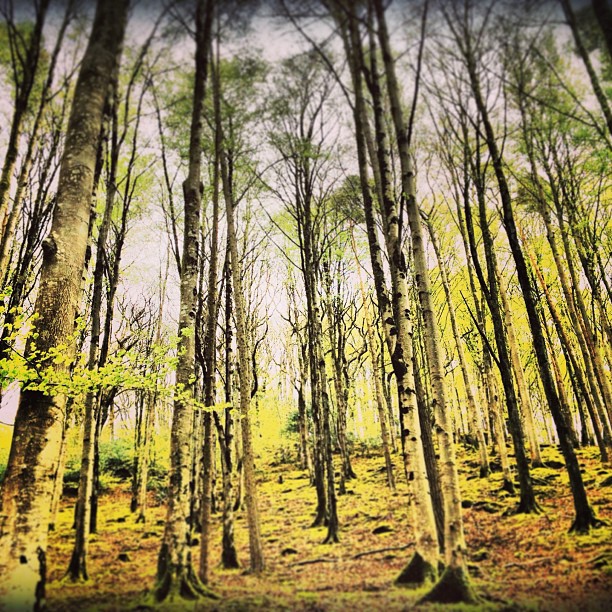 Hey look!Trees!