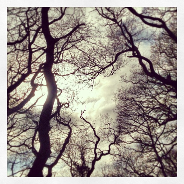 Oooo #creepy trees