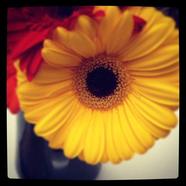 Hey look! Flowers!