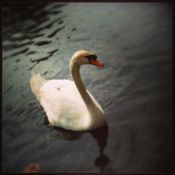 Swan!